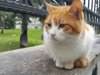 Close-up of ginger cat