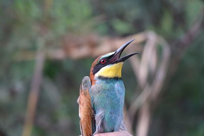 Close-up of a bird perching on tree