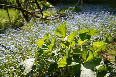 Close-up of plants growing on field