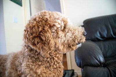 Close-up of dog relaxing at home