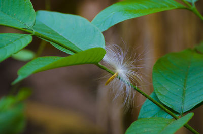 Close-up of dandelion