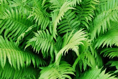 Full frame shot of fresh green leaves