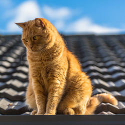 Close-up of a cat