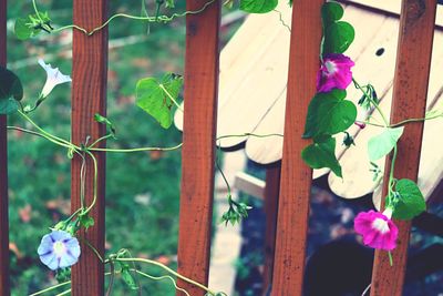 Close-up of potted plants hanging from tree