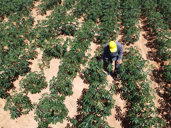 High angle view of trees growing on field