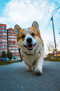 Portrait of dog on street