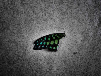 High angle view of butterfly on sand