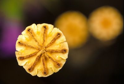 Close-up of yellow flower against blurred background