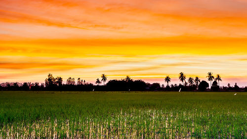 Scenic view of field against sky during sunset