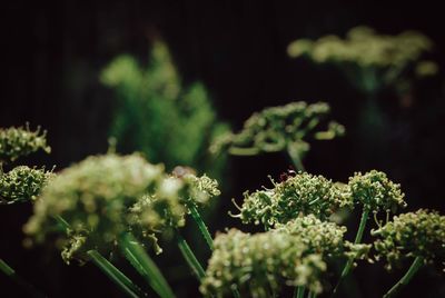 Close-up of flowering plant