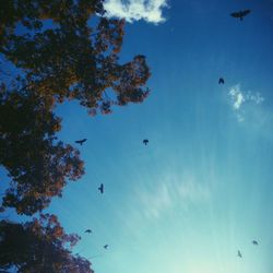 Low angle view of birds flying in sky