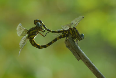 Close-up of insect on plant