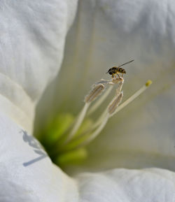 Close-up of insect on flower