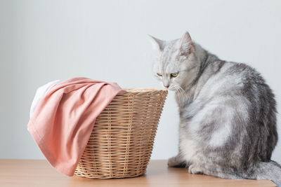 Cat sitting on table against wall