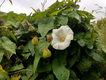 Close-up of flowers blooming outdoors