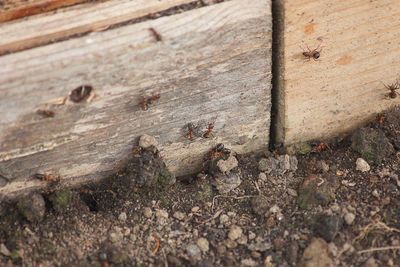 Close-up of bee on wood