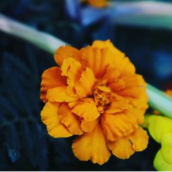 Close-up of yellow flower