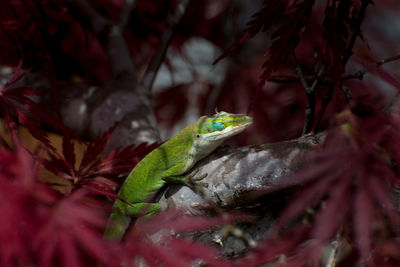 Close-up of a frog on plant