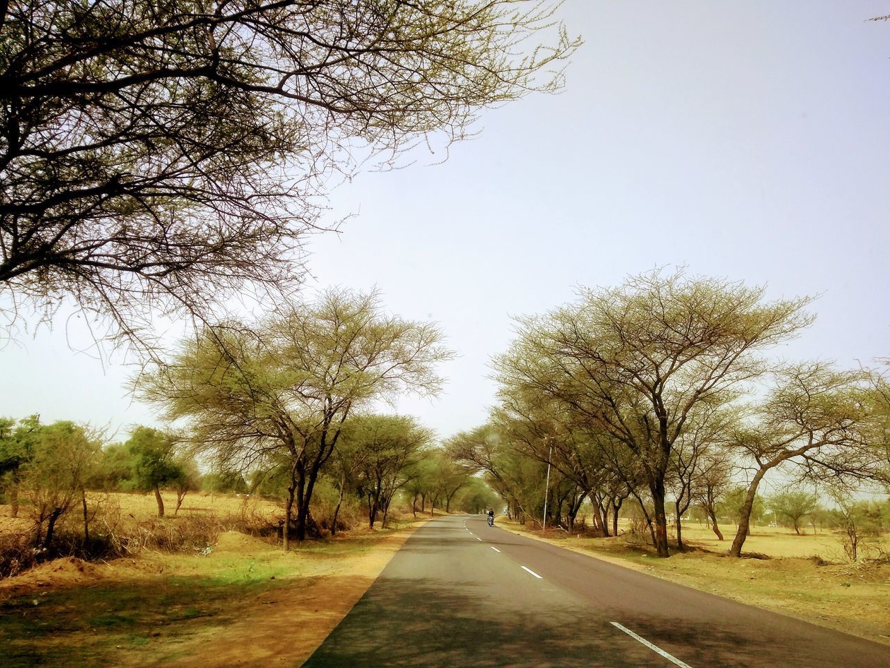 ROAD BY TREES AGAINST SKY