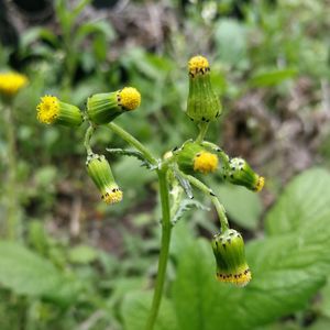 Close-up of yellow flowering plant