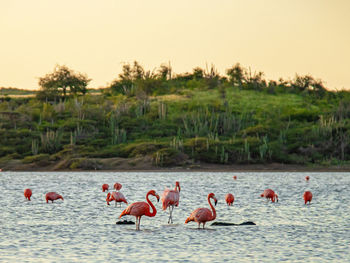 Birds in lake