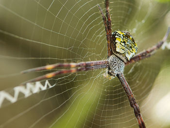 Close-up of spider on web