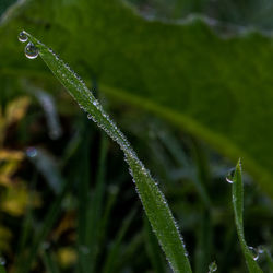 Close-up of raindrops on grass