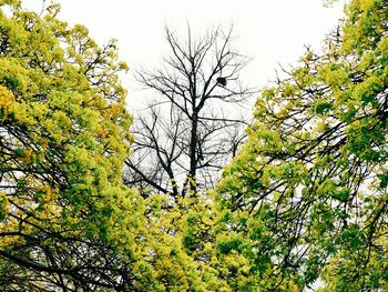 Low angle view of trees