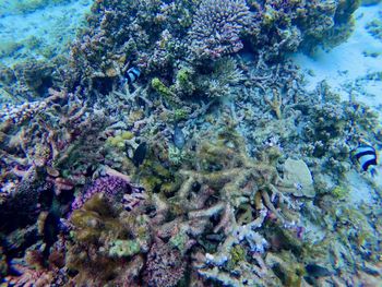 View of fish swimming in sea