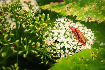 Close-up of butterfly pollinating on flower