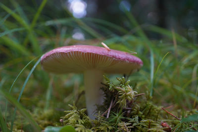 Close-up of mushroom growing on field