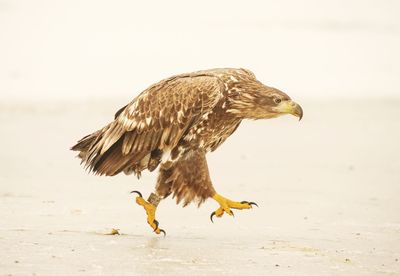 Close-up of white tailed eagle running