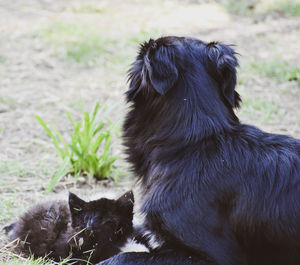 Close-up of a dog on field