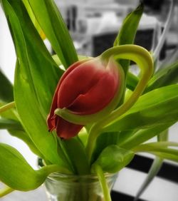 Close-up of red tulip