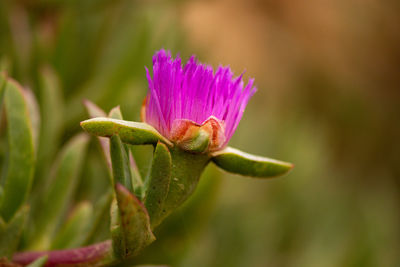 Close-up of pink flowering plant