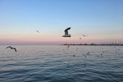 Seagulls flying over sea against clear sky