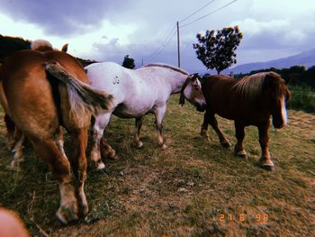 Horses in the field