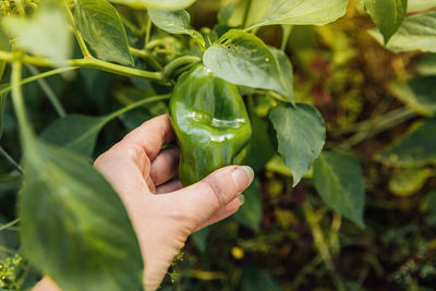 Close-up of hand holding leaf