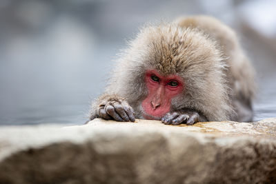 Close-up of monkey