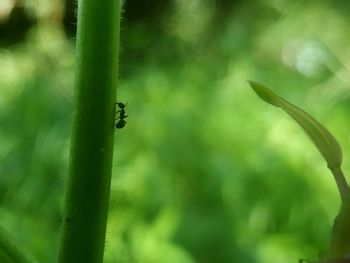 Close-up of insect on plant