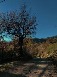 Bare tree by road against clear sky