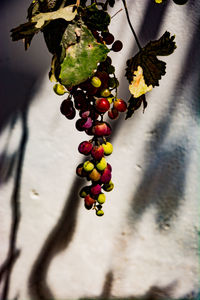 Close-up of berries growing on tree