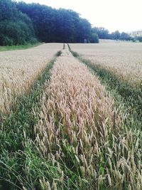 Scenic view of agricultural field