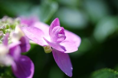Close-up of pink rose flower