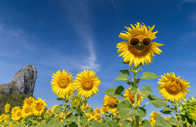 Close-up of yellow sunflower against sky