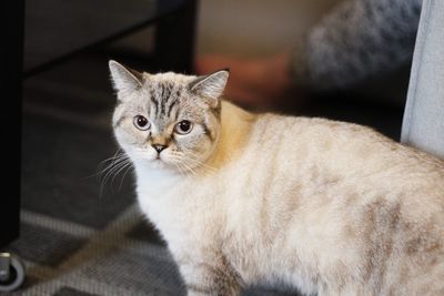 British shorthaired cat 