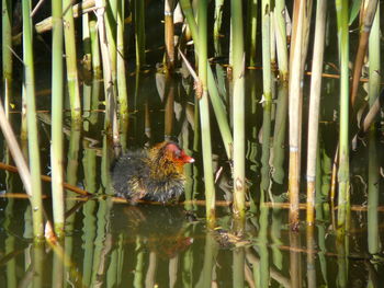 View of a duck in a lake