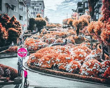 Road by trees and buildings in city