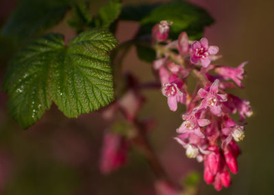 Close-up of pink flowers