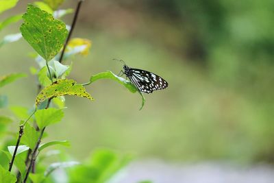 Close-up of butterfly perching on plant